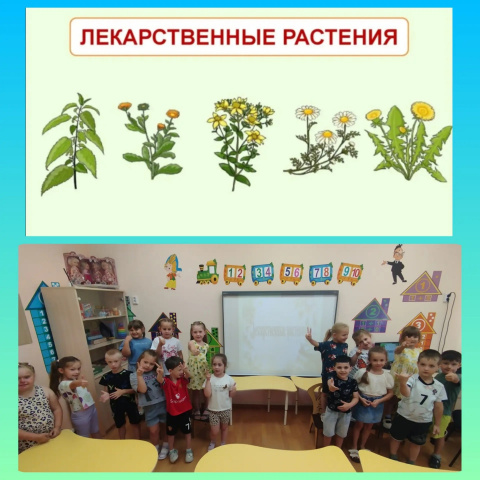 "Зелёная аптека"